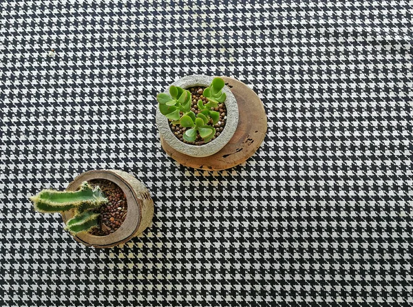 Pianta Interno Cactus Sul Tavolo Nel Caffè — Foto Stock