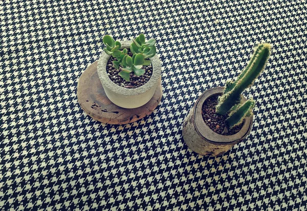 Indoor Plant Cactus Table Cafe — Stock Photo, Image