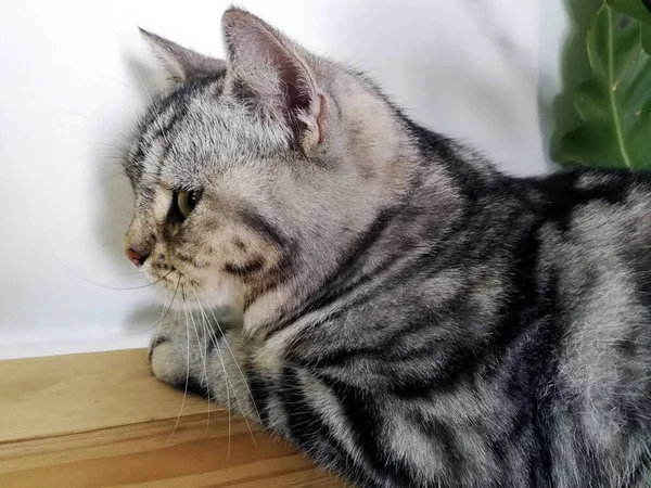 Chat Relaxant Sur Canapé Dans Fond Flou Coloré Chat Drôle — Photo