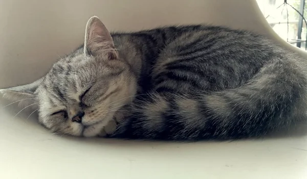 Gato Relajante Sofá Fondo Borroso Colorido Lindo Gato Divertido Cerca — Foto de Stock