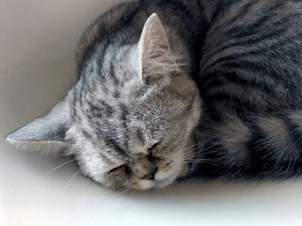 Cat Ontspannen Bank Kleurrijke Wazig Achtergrond Leuke Grappige Kat Close — Stockfoto