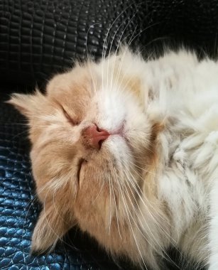 Kedi renkli bulanık arka planda kanepede dinleniyor, sevimli komik kedi yakından, elastik kedi, kedi dinleniyor, kedi evde oynuyor.