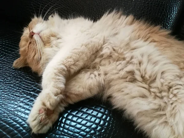 Gato Relaxante Sofá Fundo Borrão Colorido Gato Engraçado Bonito Perto — Fotografia de Stock