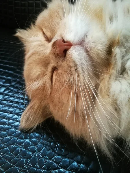 Γάτα Χαλαρώνοντας Στον Καναπέ Πολύχρωμο Φόντο Θαμπάδα Χαριτωμένο Αστείο Γάτα — Φωτογραφία Αρχείου