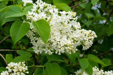 Yapraklı beyaz leylak çiçekleri dalı, doğal bahar arkaplanı.
