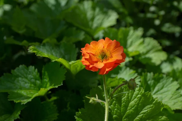 Hermosa Flor Naranja Sobre Fondo Hojas Verdes Primer Plano —  Fotos de Stock