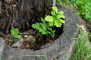 Yaşlı bir meşe ağacının kütüğünde genç bir meşe ağacı yaşlılığın koruması altında filizleniyor.