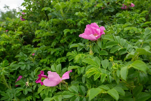 Pembe çiçeklerle açan yeşil gül ağacı çalısı