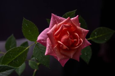 Pembe gül, arka planda gizli bir anahtarda.