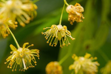 Yaprak kaplamalı ıhlamur çiçekleri