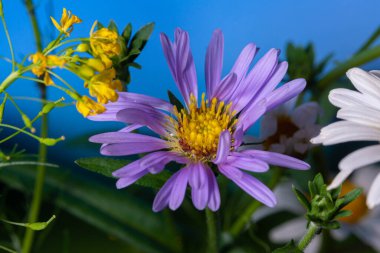 Mavi gökyüzüne karşı beyaz ve mavi Daisy