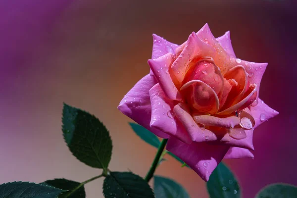 Renkli bir arkaplanda pembe bir gül ve yakın planda yağmur damlaları.