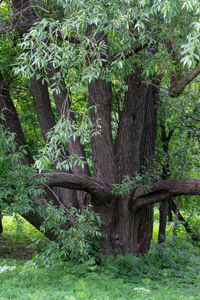 Old Spreading Willow — Stock Photo, Image