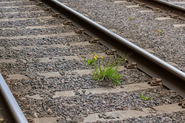 Flores Amarelas Dos Trilhos Ferroviários — Fotografia de Stock