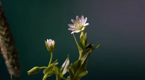 Eine Kleine Weiße Blume Wald Nach Dem Regen Wassertropfen Nahaufnahme — Stockfoto