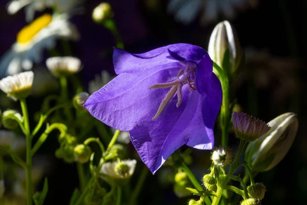 Hermosa campana azul en flor en un claro soleado — Foto de Stock