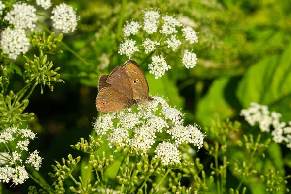 Butterflies on white flowers feed on sweet nectar — Stock Photo, Image