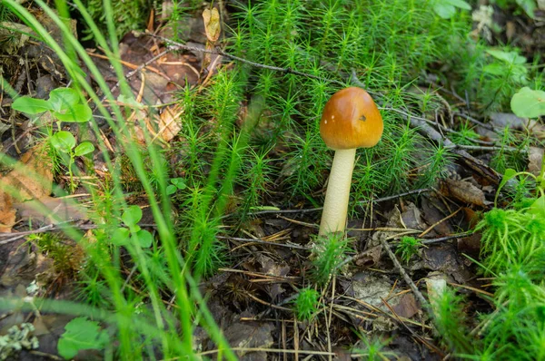 Yeşil çimenlerdeki beyaz zehirli mantarlara odaklan. Bulanık bokeh arka planda parkın çimlerinde zehirli mantar. Zehirli mantar Bahçede sabah güneşiyle.