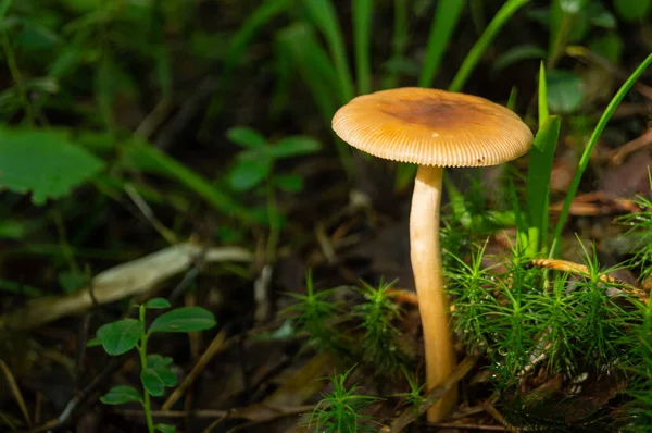 Selective Focus White Toxic Mushroom Green Grass Toadstool Lawn Park — Stock Photo, Image