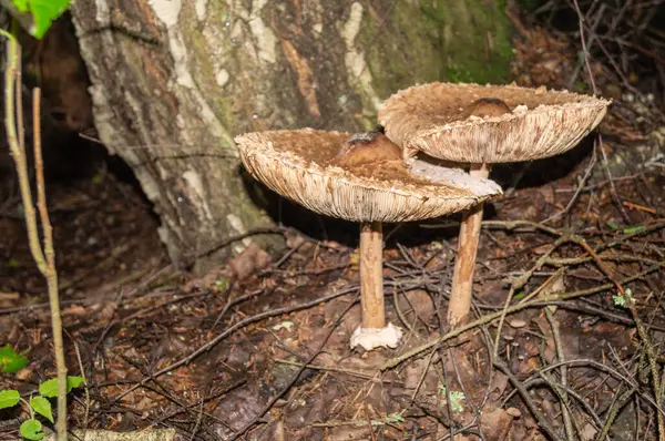 Birch Bolete Cogumelo Está Crescendo Sob Árvore Perto Caule Casca — Fotografia de Stock