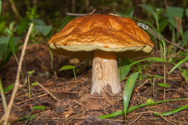 Enfoque Selectivo Setas Blancas Tóxicas Sobre Hierba Verde Taburete Sapo —  Fotos de Stock