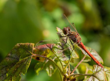 Deniz şakayığı üzerinde güzel bir altın yusufçuk (sarı kanatlı dart). Yaprağın üzerinde dinlenen harika bir Sempozyum alevli yusufçuğu..