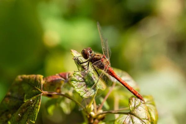 Beautiful Golden Dragonfly Yellow Winged Darter Anemone Plant Wonderful Sympetrum — Stock Photo, Image