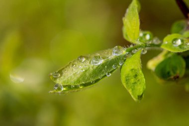 Genç yeşil yapraklar ilkbaharın damlalarında berrak sabah çiğ taneleri güneş ışığında