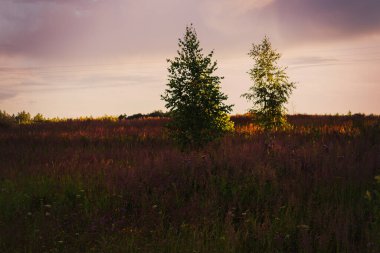 Gün batımına karşı açık bir alanda ağaçlar