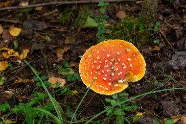 Ormandaki sineksi mantarlara yakın çekim