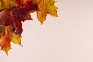 Güzel sonbahar akçaağaç yaprakları beyaz arka planda izole edilmiş