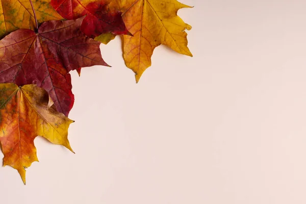 Beautiful autumn maple leaves isolated on white background