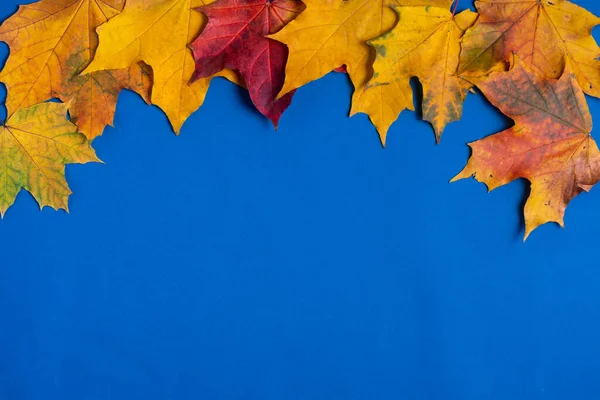 Beautiful Autumn Maple Leaves Isolated Blue Background Close — Stock Photo, Image