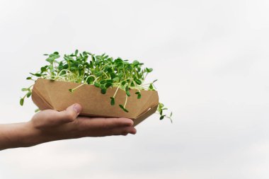 Yakın çekim mikroyeşil, ellerinde toprak olan tek kullanımlık tabaklar. Yeşil ay çekirdeği mikroyeşili. Sağlıklı vejetaryen yemek teslimatı için fikir. Reklam için boş sağ tarafı olan yeşil mikroyeşil reklam