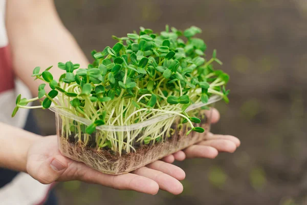 Microgroen Met Grond Handen Close Mens Houdt Groen Microgroen Van — Stockfoto