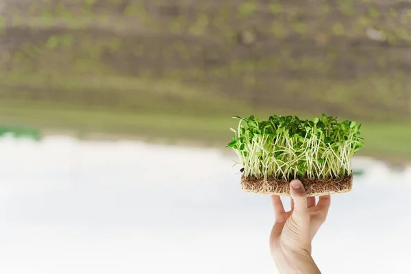 Microgreen of sunflower seeds in hands. creative upside down photo. Idea for healthy vegan green microgreen advert. Vegeterian food delivery service. Empty left side for text of advert