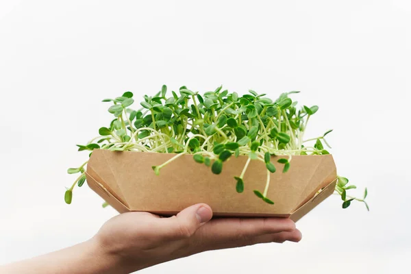 Microgreen with soil in disposable eco plate in hands closeup. Man holds green microgreen of sunflower seeds in hands. Idea for healthy vegan food delivery service. green microgreen advert.