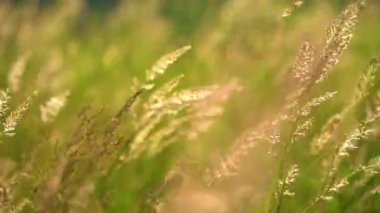 Tepedeki buğday dikenli dikenli dikenli dikenler. Spikelet, bir tarım şirketinin reklamını yapmak için yakın plan çekilmiş..