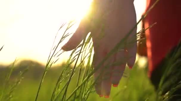 Hand Berührt Stacheln Der Nähe Feld Aus Stacheln Von Weizen — Stockvideo