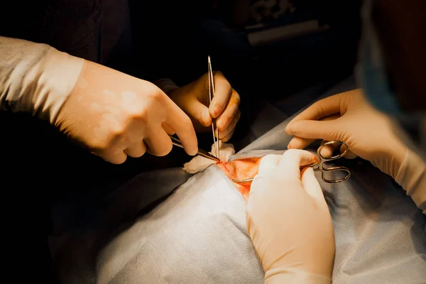 클리닉에서 얼굴의 부위를 교정하기 비투르 성형성 수술을 받았습니다 의사가 여성용 — 스톡 사진