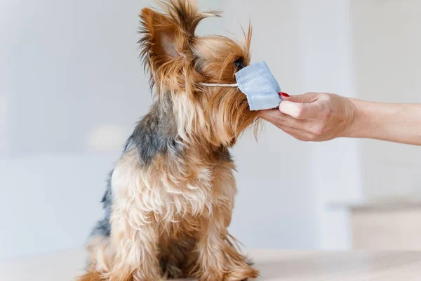 Cão Uma Máscara Médica Cirúrgica Ponha Máscara Médica Terrier Yorkshire — Fotografia de Stock