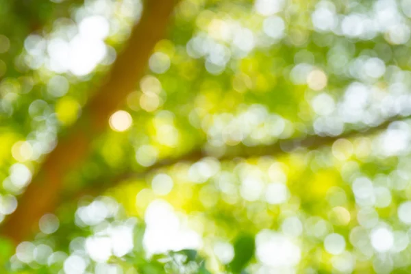 Natural Green Bokeh Abstract Background — Stock Photo, Image