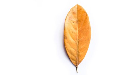 Kuru bırakın veya beyaz zemin üzerine sarı bırak