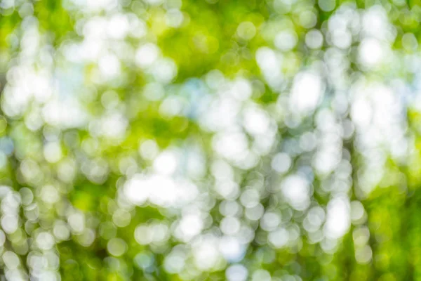 Естественно Зеленый Боке Абстрактный Фон — стоковое фото