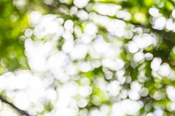 Natural Green Bokeh Abstract Background — Stock Photo, Image