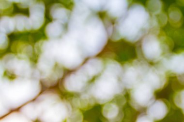 Doğal yeşil bokeh soyut arkaplan