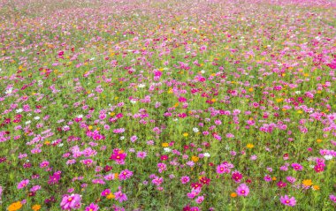 Cosmos çiçek arka planı under