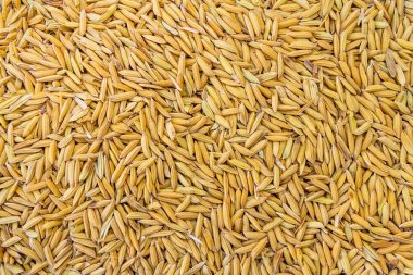 Çeltik pirinç doku arka planı için