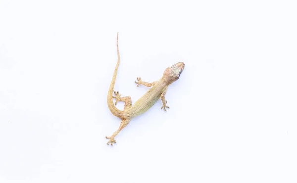 Sterven Gecko Witte Achtergrond — Stockfoto