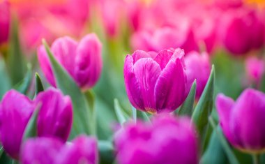 Bahçede pembe laleler 